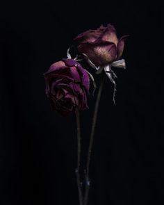 two purple roses are in a vase on a black background, one is wilting and the other is still blooming