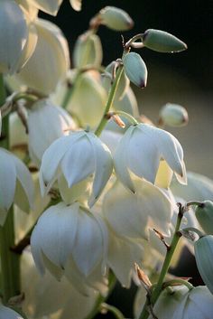 white flowers are blooming in the sun