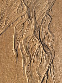 an image of tree roots in the sand