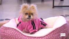 a small dog in a pink polka dot bed