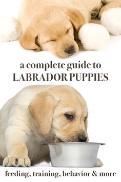 two puppies eating food out of a silver bowl with the caption'a complete guide to labrador puppies feeding, training, behavior & more