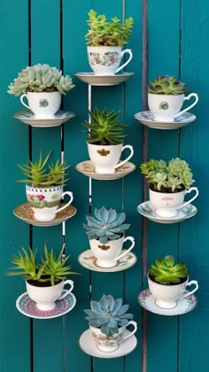 Terrarios Suculentas Ideas, Mini Cactus Garden, Mini Succulent Garden, Succulent Rock Garden, Succulent Garden Ideas, Teacup Gardens, Succulent Display, Teacup Crafts, Succulent Ideas