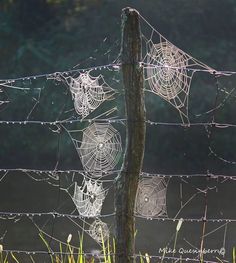 spider webs are hanging on a barbed wire fence