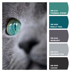 a gray cat with green eyes is shown in the color palettes for this image