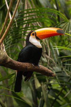 a toucan sitting on a tree branch in the jungle with its colorful beak