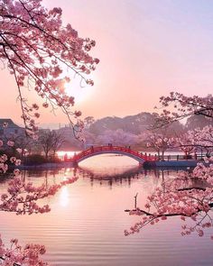 a red bridge over a body of water with pink flowers on the trees around it