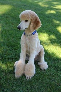 a white dog sitting on top of a lush green field