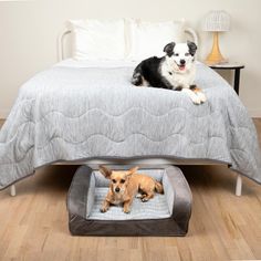 two small dogs laying on top of a bed