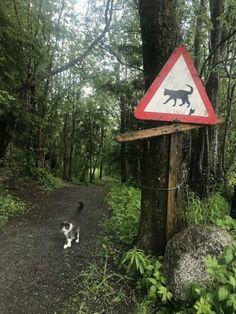 a cat walking down a dirt road next to a sign with a dog on it