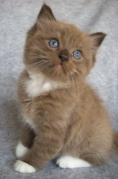 a small kitten with blue eyes sitting on a blanket