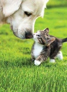 a cat and dog are playing in the grass with their noses touching each other's noses