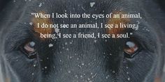 a close up of a dog's face with the words, when i look into the eyes of an animal, i do not see animals