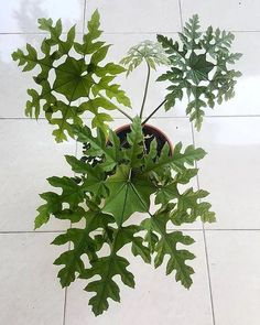 a potted plant with green leaves on the floor