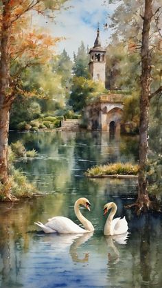 two swans are swimming in the water near trees