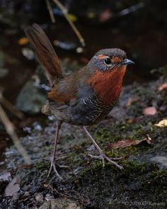 a small bird standing on top of a moss covered ground