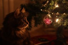 a cat sitting in front of a christmas tree with the words have a peaceful sunday