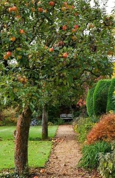 an apple tree in the middle of a garden