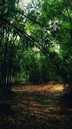 an area with many trees and leaves on the ground