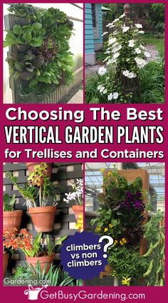 different plants and flowers growing on vertical garden structures and supports