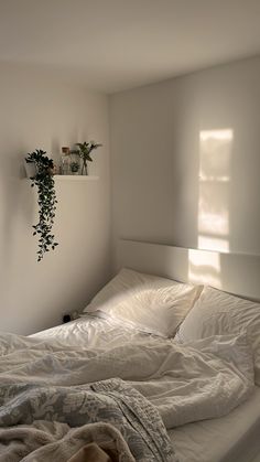 an unmade bed in a white room with plants on the wall and sunlight coming through windows