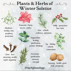 the plant and herbs of winter solstice are shown in this poster, which includes