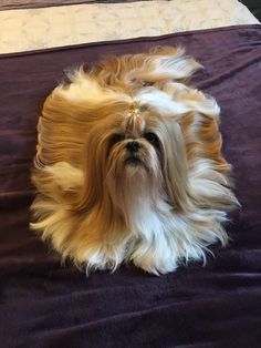 a small dog laying on top of a bed