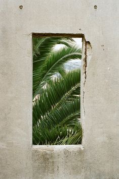 a palm tree seen through a window in a concrete wall