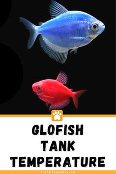 two fish swimming next to each other with the words glofish tank temperature above them