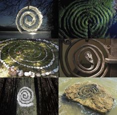 four different types of plants and rocks in various stages of life, including one with spirals