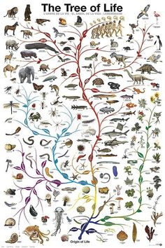 the tree of life is shown with animals and other things in each section on it