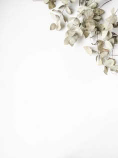 dried white flowers on a white background