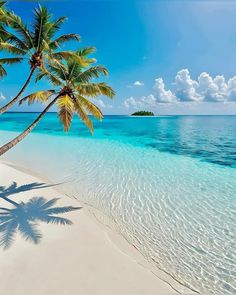 two palm trees on the beach with clear blue water