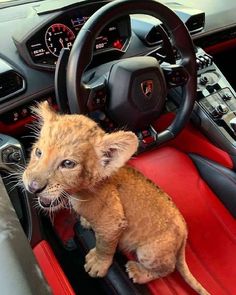 a small lion cub sitting in the driver's seat of a car, next to a steering wheel