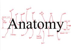 the word anatomy written in red ink on white paper