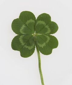 Four Leaf, Leaf Clover, Four Leaf Clover, White Background, Tumblr, White