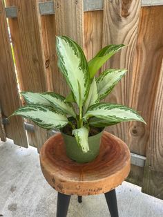 a green potted plant sitting on top of a wooden stool next to a fence