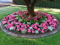 a tree in the middle of a flower bed with pink and white flowers around it