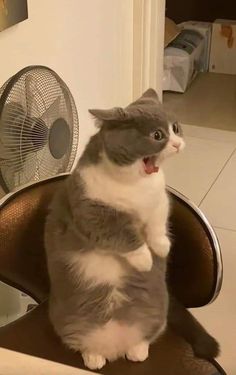 a grey and white cat sitting on top of a brown chair next to a fan