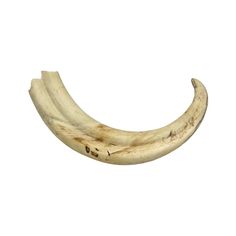 three white bananas on a white background