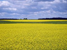 a field full of yellow flowers under a cloudy blue sky with trees in the distance