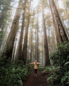 a person standing in the middle of a forest