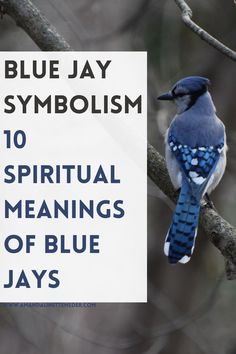 a blue jay sitting on top of a tree branch with the words blue jay symboism