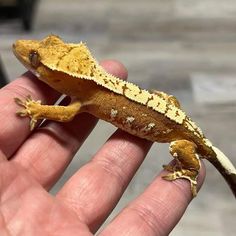 a yellow and brown gecko sitting on top of a persons hand