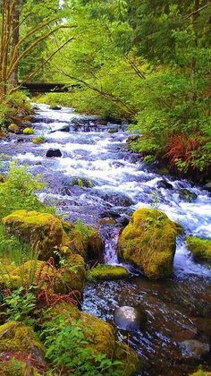 a stream running through a forest filled with lots of green plants and rocks covered in moss