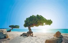 an advertisement for a travel company with a tree on the beach