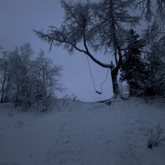 a swing hanging from a tree in the middle of a snow covered forest at night