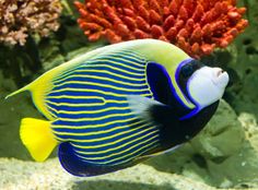 a blue and yellow fish in an aquarium