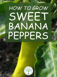 how to grow sweet banana peppers in the garden with text overlay that reads, how to grow sweet banana peppers