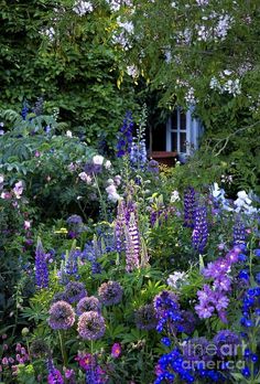 a garden filled with lots of purple and white flowers next to a house surrounded by trees