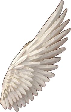 an image of a white bird that is flying in the air with it's wings spread